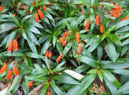 Image result for Lindernia conferta