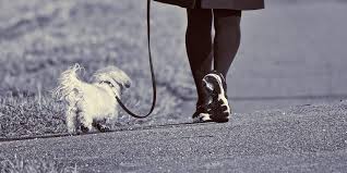 Instead, stepping up and demonstrating genuine compassion for the injured party is a much more effective strategy. What To Do If Your Dog Bites Someone In Oshawa Whitby Or Vaughan