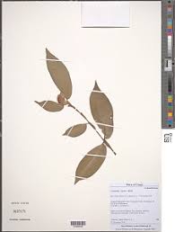 Image result for Hyparrhenia anthistirioides