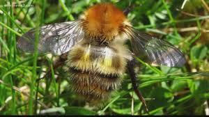 Bumblebees help your yard by pollinating flowers and plants in your garden, but if you have a phobia or an allergic reaction to bumblebees, the risks of having bumblebees around outweigh the benefits. Buzz Off Bees Getting Rid Of Unwanted Guests Wfmynews2 Com