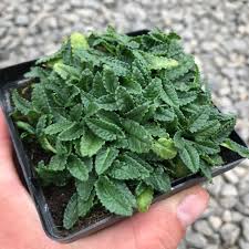 Image result for Dyschoriste albiflora