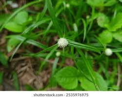 Image result for Kyllinga erecta
