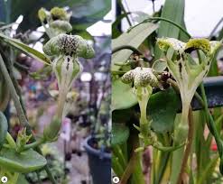 Image result for Ceropegia schultzei