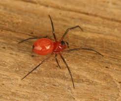 North tampa, west tampa, east tampa, south tampa, and there are six historic districts4 and around 84 officially named neighborhoods of tampa5 along with other subdistricts not reported separately by the city. Dwarf Spider A Tiny Red And Black Spider Ceraticelus Bugguide Net