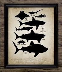 Shark Educational Print Shart Size Chart Shark Illustration Shark Decor Marine Decor Single Print 1019 Instant Download