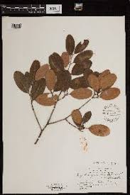 Image result for Erythroxylum zambesiacum