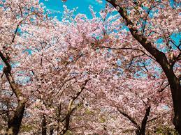 To 5 p.m., except on christmas, and admission is free. Washington D C Cherry Trees The Complete Guide