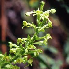 Image result for Habenaria