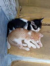 Pin By Ramya M On Pets Pets Cats Animals