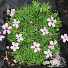 Image result for Aeschynomene mossoensis