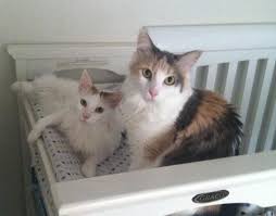 Colitis caused by stress can subside without unfortunately, tarry stools can mean inpatient treatments and ongoing care. Blood In Your Pets Stool What Do You Do