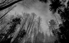 Beautiful Black And White Nature Background 30 Awesome Tumblr Wallpapers Black And White Images Beautiful Places Nature Black N White Images Forest Wallpaper