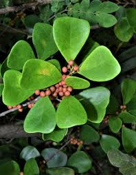 Image result for Cadaba natalensis