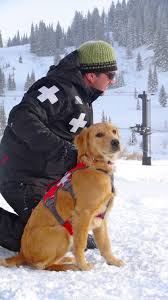 Mt Bachelor Avi Dog Mango In Between Drills Rescue Dogs Working Dogs Search And Rescue Dogs