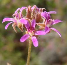 Image result for Pelargonium grossularioides