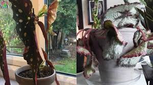 Some of the leaves have little brown. How To Save Overwatered Begonia Step By Step Garden For Indoor