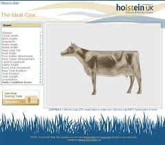 Virtual Cow