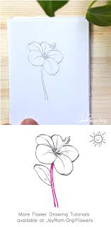 How To Draw A Hibiscus Step By Step For Beginners Jeyram Art Kids and beginners alike can now draw a great looking hibiscus. how to draw a hibiscus step by step
