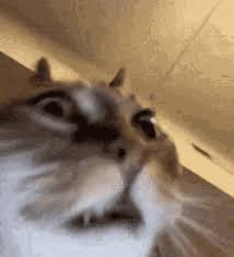 Crazy Cat Gifs Tenor
