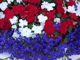 We did not find results for: Hooray For The Red White And Blue Patriotic Plants For The Fourth Of July Good Earth Plants