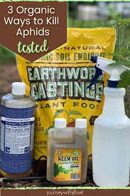 This homemade organic aphid killer spray is the best insecticide for aphids, and works great for getting rid of these pesky bugs on contact. 3 Organic Aphid Control Methods Tested The Beginner S Garden Aphids Organic Aphid Control Kill Aphids