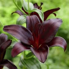 Nightrider Lily Bulbs Lily Bulbs Bulb Flowers Planting Bulbs