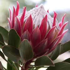 Image result for Protea madiensis