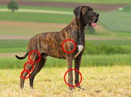 Osteosarcomas are painful tumours that often first appear as hot, solid, tender swellings. Bone Cancer Osteosarcoma Assoc For Healthy Great Danes