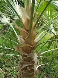 Image result for Coccothrinax
