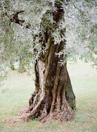 An Italy Workshop The Engagement Shoot Tree Photography Olive Tree Tree