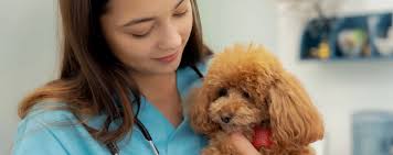 Giá heo hơi hôm nay 25/8: Ba miền chủ yếu đi ngang