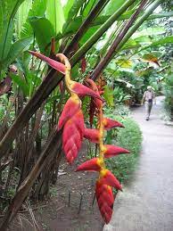 Pin On Enjoy Your Plants Inside