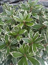 Image result for Pieris japonský little heath obrázek