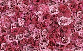 Looking for the best wallpapers? A Lot Of Pink Roses Wallpaper Flower Wallpapers 53638