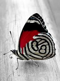 Black And White Biting Insect Uk Stunning Red Black And White Butterfly Beautiful Butterflies Butterfly Colorful Butterflies