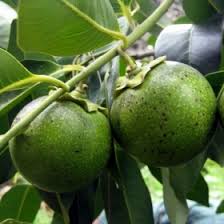 We did not find results for: Black Sapote Fairchild Tropical Botanic Garden