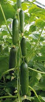 Amazing Crop From One Cucumber Plant Cucumber Plant Plants Growing Vegetables