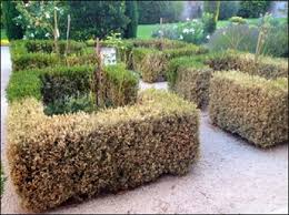 Image result for caterpillar box tree moth inside buxus plant