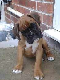 Boxer Puppies Sale Boxer Puppies Boxer Puppies For Sale Boxer Dogs