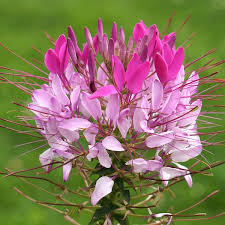 Image result for Cleome bororensis