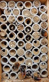 Nistrohren Fur Wildbienen 20 Stuck Wildbienen Bienen Wildbienen Nisthilfe