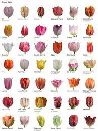 De Elize Deelizeart - Profile Pinterest