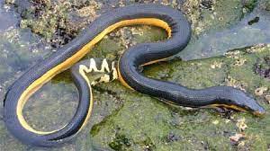 Similar In Structure To The Terrestrial Snakes But The Only Species Recorded In Galapagos The Yellow Bellied Or Pelagic Sea Sea Snake Galapagos Snake Facts