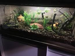 Vivarium Corn Snake Corn Snake Reptile Room Snake