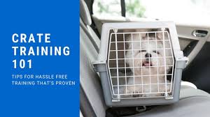 With more people owning dogs, we're also seeing more dogs injured in motor vehicle accidents. Crate Training 101 The Dog Training Secret The Dog Training Secret