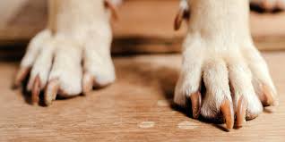 When lochia has a foul smell or pus, it indicates infection. How To Stop A Dog S Nail From Bleeding Daily Paws