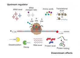 More Than A Protein Factory A Role For Ribosomes In Regulating Human Gene Expression