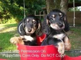 Lancaster puppies has olde english bulldogges puppies for sale. Dachshund Dog Breeders Alabama Puppysites Com