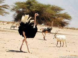 The Ostrich In Bible Times | Ferrell's Travel Blog