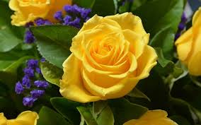 Maybe you would like to learn more about one of these? 30 Yellow Rose Hd Wallpapers Background Images